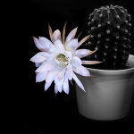 Cactus Flower 2