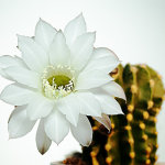 Cactus Flower