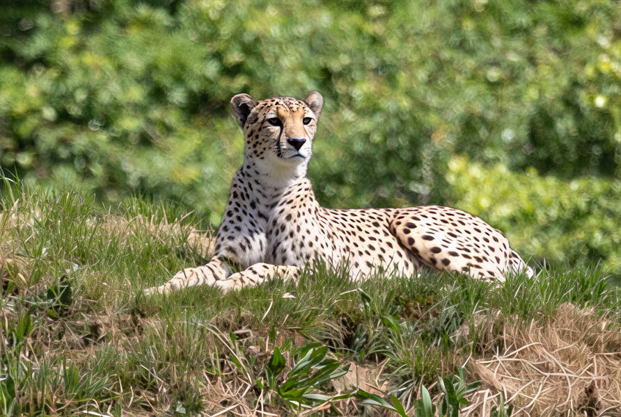 Cheetah On Alert