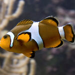 Clown Anemonefish