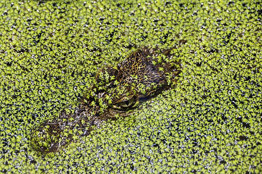 Croc Watching And Waiting