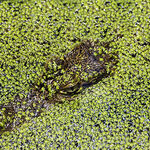 Croc Watching And Waiting