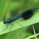 Damsel
