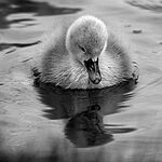 Duckling
