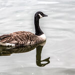 Graceful