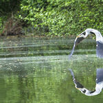 Heron In Flight