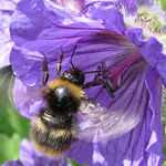 Isolated Bee