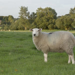 Lacock Sheep