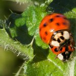 Ladybirds