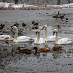 Lydiard Ice Swans