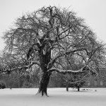 Lydiard Snow Tree 1