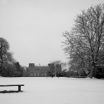 Lydiard Snow Tree 2