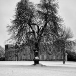 Lydiard Snow Tree 4