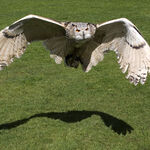 Owl In Flight