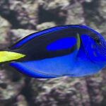 Palette Surgeonfish