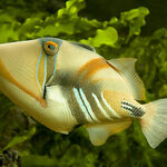 Picasso Triggerfish