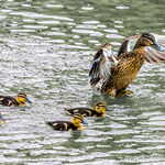Protecting The Family