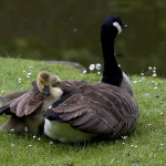 Safe With Mum