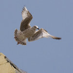 Seagull Series 1