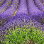 Snowshill Lavender
