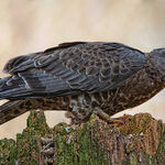 Sparrowhawk