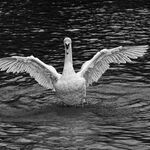 Swan Displaying Mono