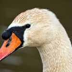 Swan Portrait