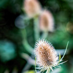 Teasel x3