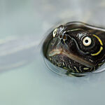Terrapin
