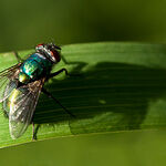 The Fly