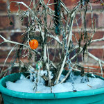 The Last Tomato