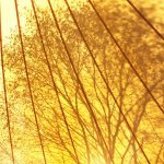 Tree Shadow