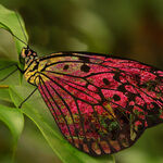 Westonburt red