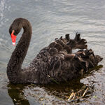 Wet Black Swan