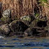 Pair of Grebes