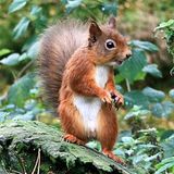 Squirrel