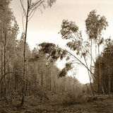 Trevor Crone exhibition