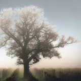 The Mirage Group Exhibition - 2015