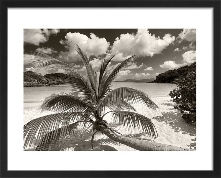 Still Growing to the Sun Framed Art Print by Dennis Frates