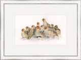 Full English - English Partridge Framed Limited Edition Art Print by Kay Johns