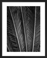Sego Fan Framed Art Print by Dennis Frates