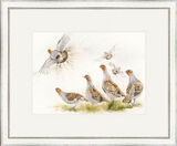 Fifty Shades - Grey Partridge Framed Limited Edition Art Print by Kay Johns