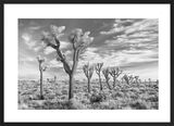 Joshua Trees, California Framed Art Print by David Clapp