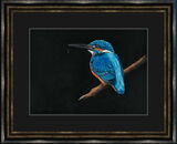 Royal Blue - Kingfisher Framed Limited Edition Art Print by Kay Johns