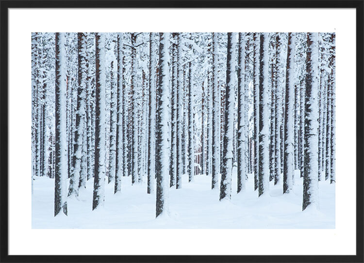 Frosted Trees, Finland Framed Art Print by David Clapp