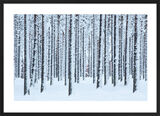 Frosted Trees, Finland Framed Art Print by David Clapp