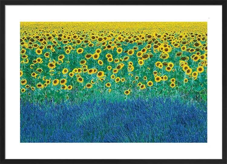 Sunflowers in Provence, France Framed Art Print by David Clapp