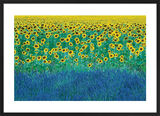 Sunflowers in Provence, France Framed Art Print by David Clapp