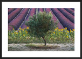 Olive Tree in Provence, France Framed Art Print by David Clapp