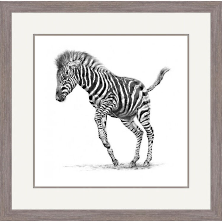 Dancer in Stripes - Chapmans Zebra Framed Limited Edition Art Print by Jamie Boots